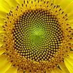 Fibonacci Sunflower